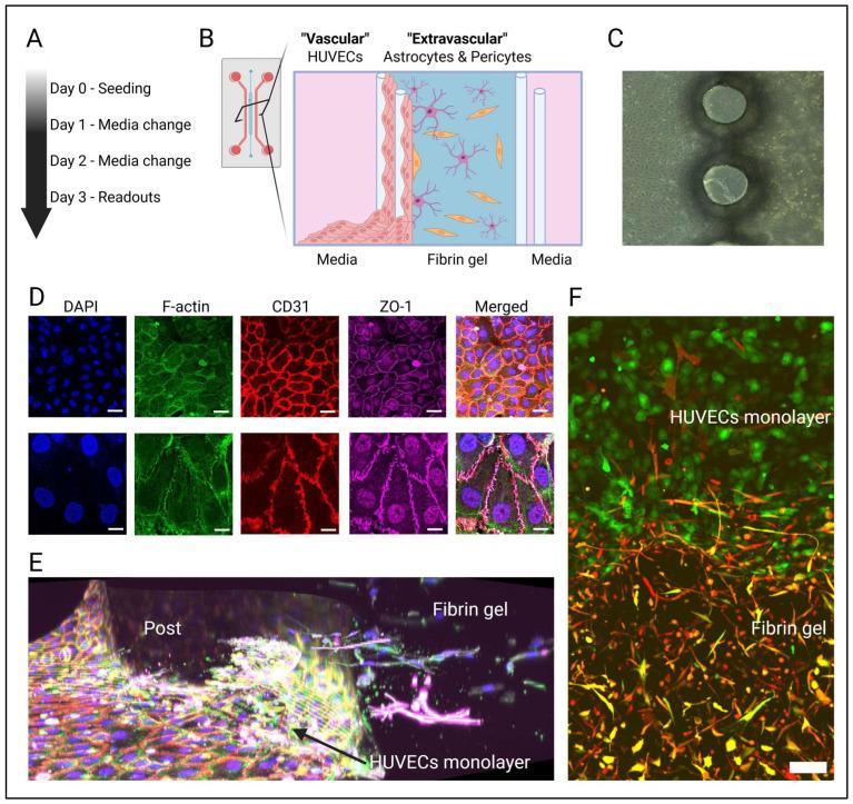 https://cdn.ncbi.nlm.nih.gov/pmc/blobs/96e1/12153851/8ce0b2648d75/cells-14-00759-g001.jpg