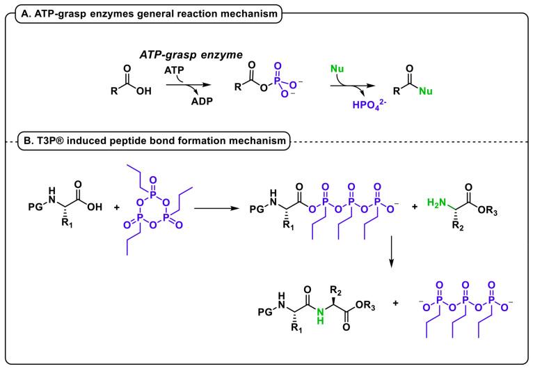 https://cdn.ncbi.nlm.nih.gov/pmc/blobs/96ec/10609394/3bd31a571218/molecules-28-07183-g001.jpg