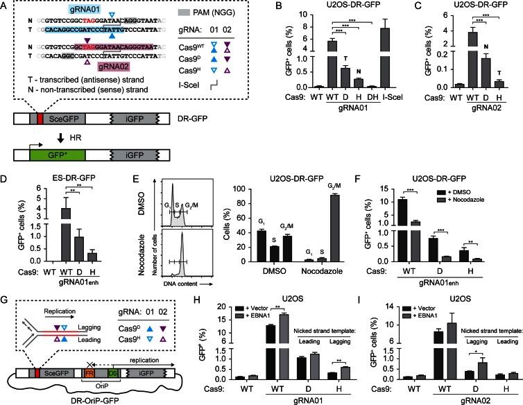 https://cdn.ncbi.nlm.nih.gov/pmc/blobs/96ef/4914091/1e47eb9a5e26/gkw179fig1.jpg