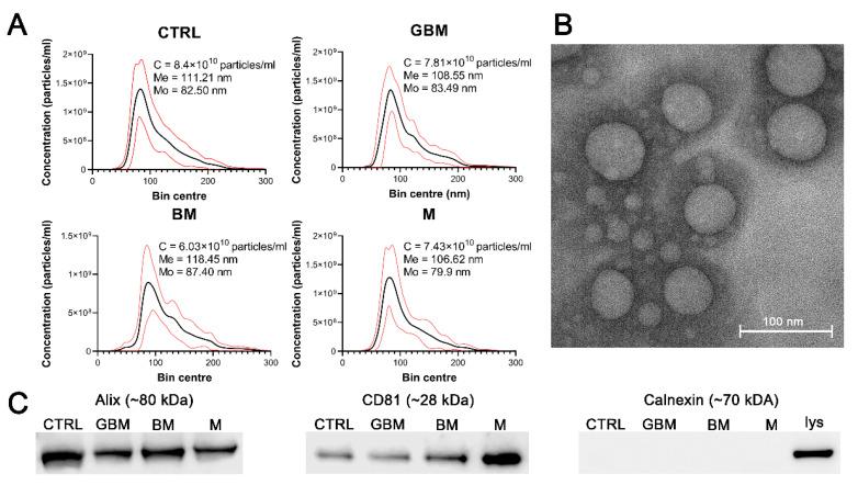 https://cdn.ncbi.nlm.nih.gov/pmc/blobs/9709/8003579/c8d708ecc563/cancers-13-01407-g001.jpg