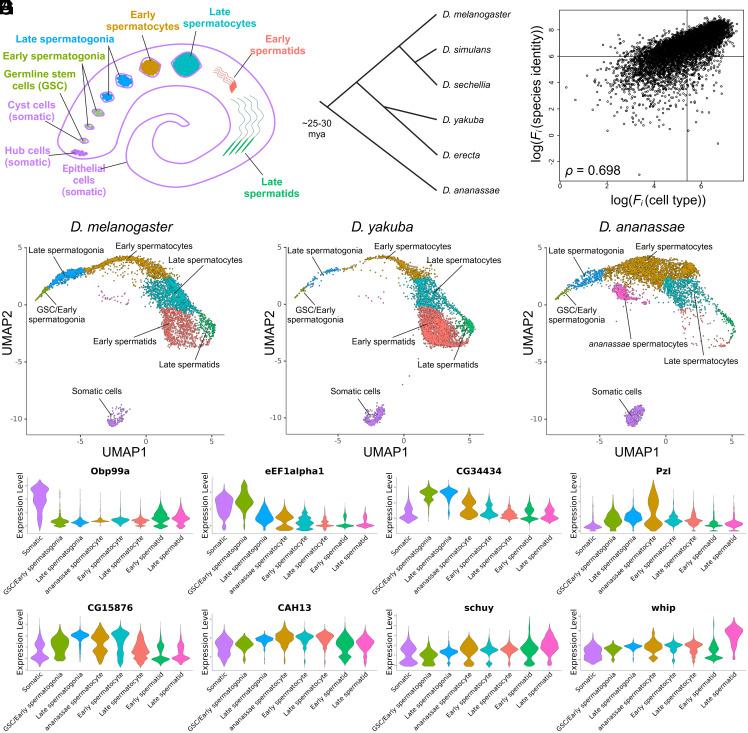 https://cdn.ncbi.nlm.nih.gov/pmc/blobs/970f/12067204/acf70fdb3f8c/pnas.2425618122fig01.jpg