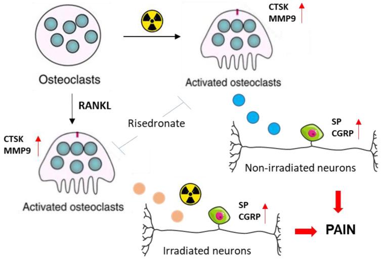 https://cdn.ncbi.nlm.nih.gov/pmc/blobs/9732/12428180/b14cffd1ef0d/cells-14-01324-g008.jpg
