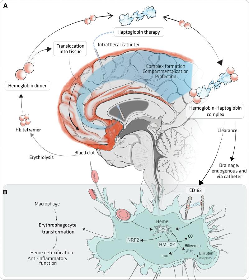 https://cdn.ncbi.nlm.nih.gov/pmc/blobs/9750/10289236/f922f1895446/str-54-1930-g003.jpg