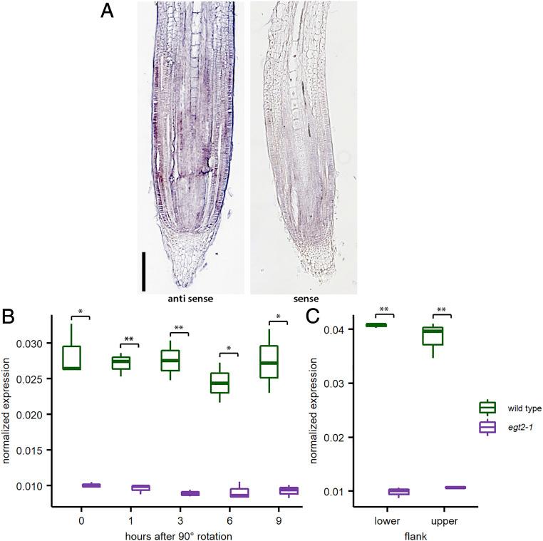 https://cdn.ncbi.nlm.nih.gov/pmc/blobs/9787/8536364/58eb7ada977f/pnas.2101526118fig03.jpg