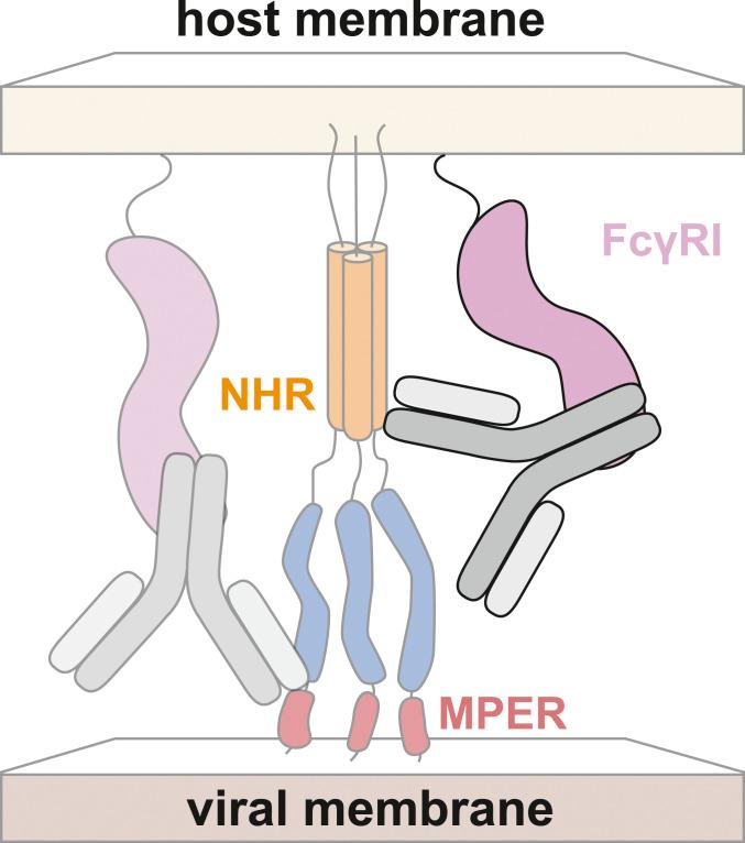 https://cdn.ncbi.nlm.nih.gov/pmc/blobs/9790/7826338/f77853f57a01/pnas.2018027118fig05.jpg