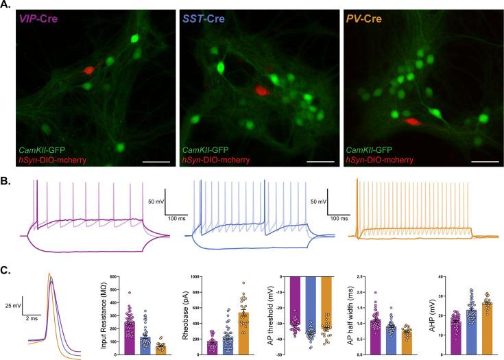 https://cdn.ncbi.nlm.nih.gov/pmc/blobs/97ab/11469685/9956a671a66e/elife-92915-fig4-figsupp1.jpg