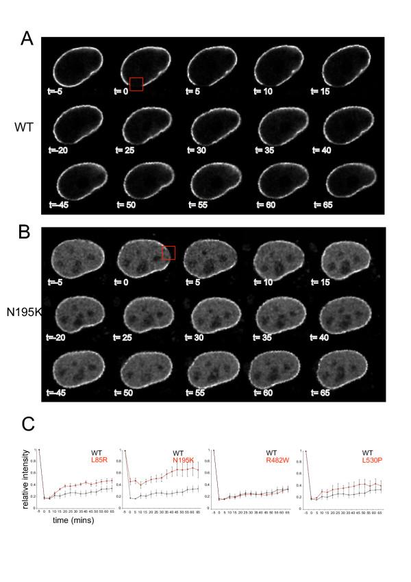 https://cdn.ncbi.nlm.nih.gov/pmc/blobs/97ac/539277/8c7160624e0d/1471-2121-5-46-3.jpg