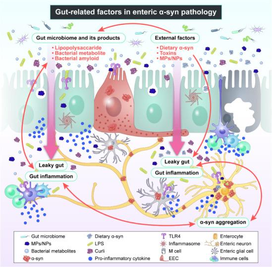 帕金森病中的肠-脑轴与环境因素：疾病发生与进展之间的双向联系