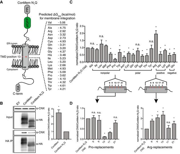https://cdn.ncbi.nlm.nih.gov/pmc/blobs/97ce/9753464/8f0299483c35/EMBJ-41-e110959-g002.jpg