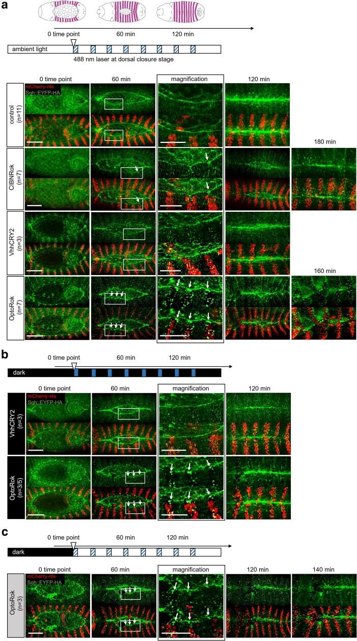 https://cdn.ncbi.nlm.nih.gov/pmc/blobs/97da/12135000/f2c631387eda/jkaf073f3.jpg