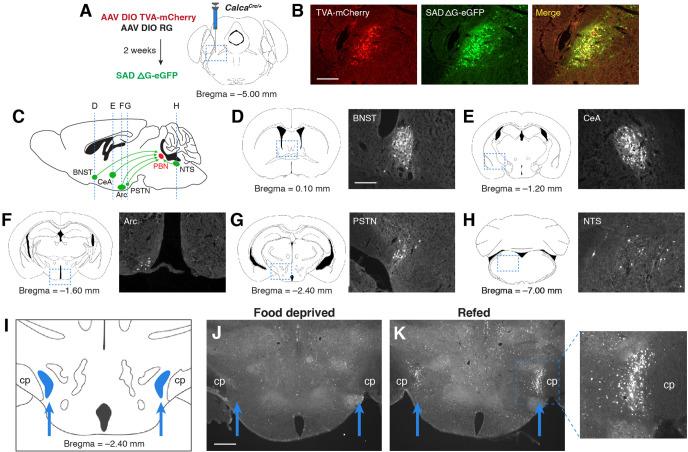 https://cdn.ncbi.nlm.nih.gov/pmc/blobs/97dd/9119672/d43f35a76d6b/elife-75470-fig1.jpg