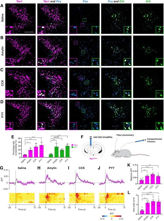 https://cdn.ncbi.nlm.nih.gov/pmc/blobs/97dd/9119672/db0277f5f833/elife-75470-fig4.jpg