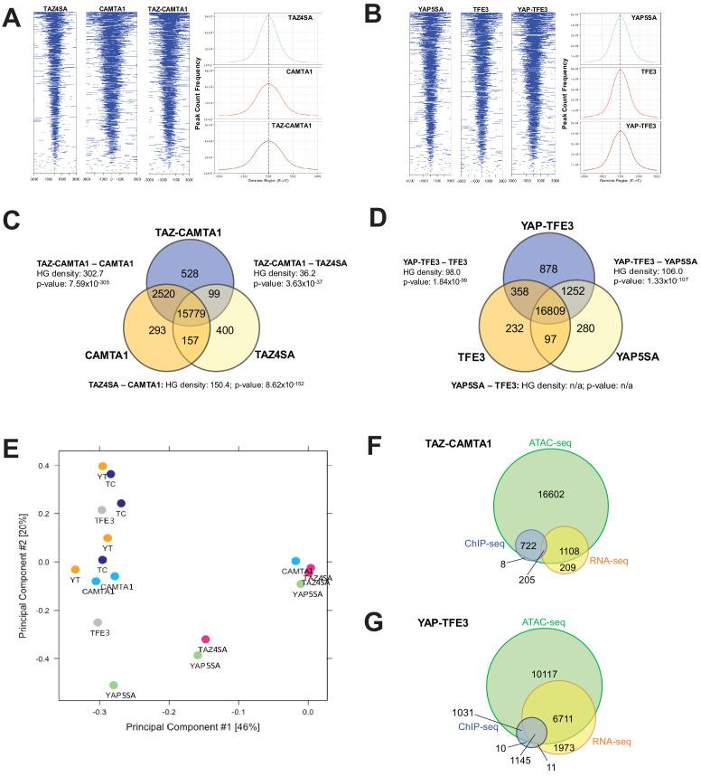 https://cdn.ncbi.nlm.nih.gov/pmc/blobs/97f5/8143797/1a373a56db35/elife-62857-fig5.jpg