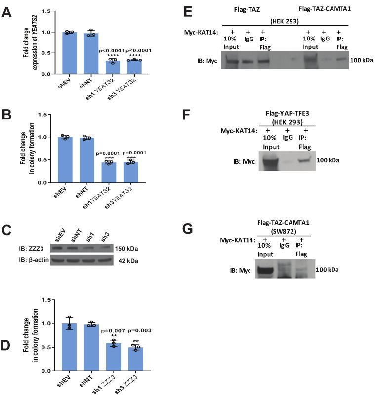 https://cdn.ncbi.nlm.nih.gov/pmc/blobs/97f5/8143797/5e201234f080/elife-62857-fig8-figsupp1.jpg