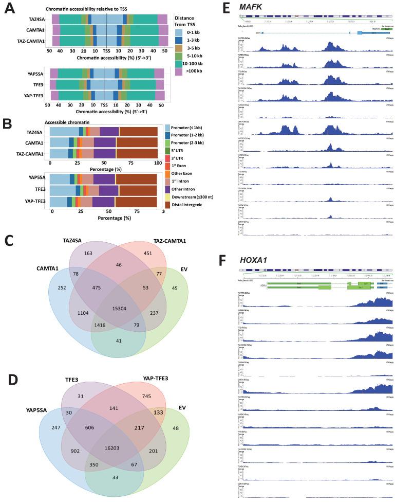 https://cdn.ncbi.nlm.nih.gov/pmc/blobs/97f5/8143797/f2f3748db968/elife-62857-fig5-figsupp1.jpg