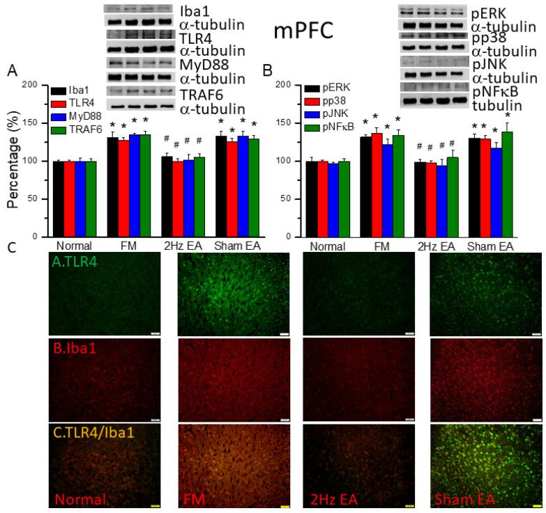 https://cdn.ncbi.nlm.nih.gov/pmc/blobs/9827/10886830/cec8c1ae2757/biomedicines-12-00387-g003.jpg
