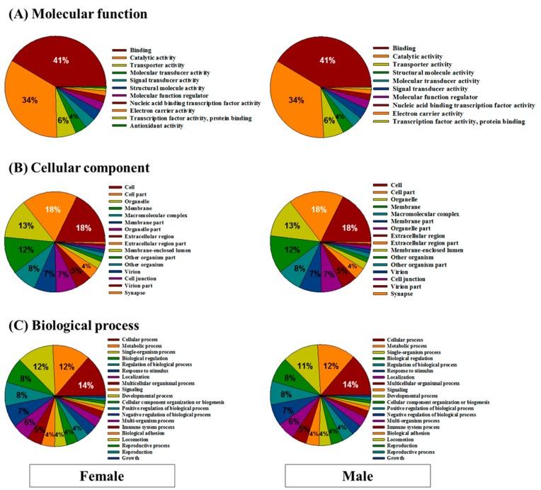 https://cdn.ncbi.nlm.nih.gov/pmc/blobs/985b/5368703/9ad97e0523fa/genes-08-00099-g004.jpg