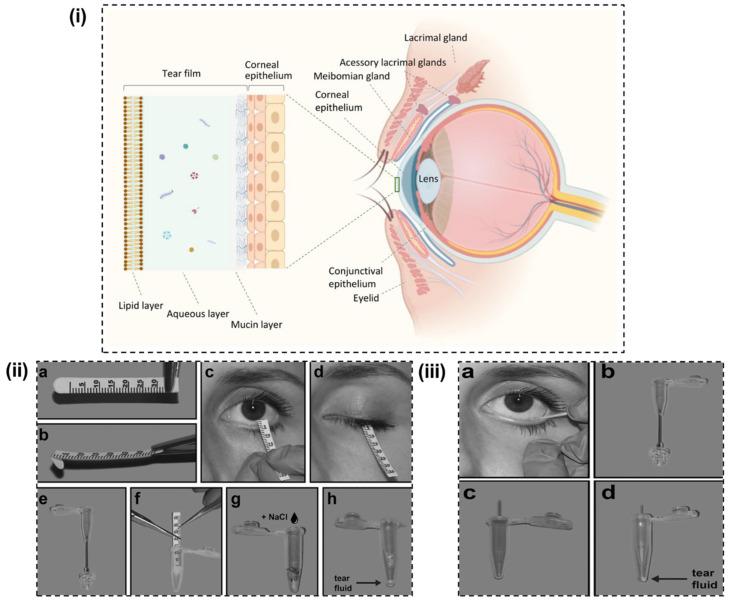 https://cdn.ncbi.nlm.nih.gov/pmc/blobs/9860/11506517/16b18a27ee45/biosensors-14-00483-g002.jpg