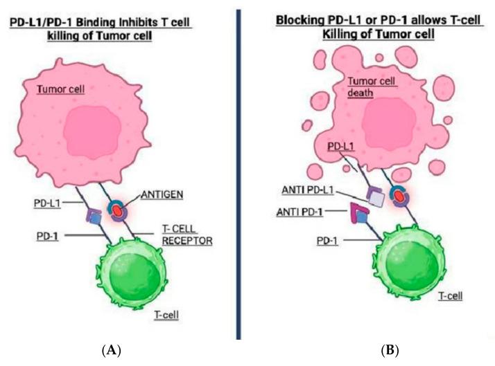 https://cdn.ncbi.nlm.nih.gov/pmc/blobs/9874/12285940/0146cb563afa/antibodies-14-00058-g001.jpg
