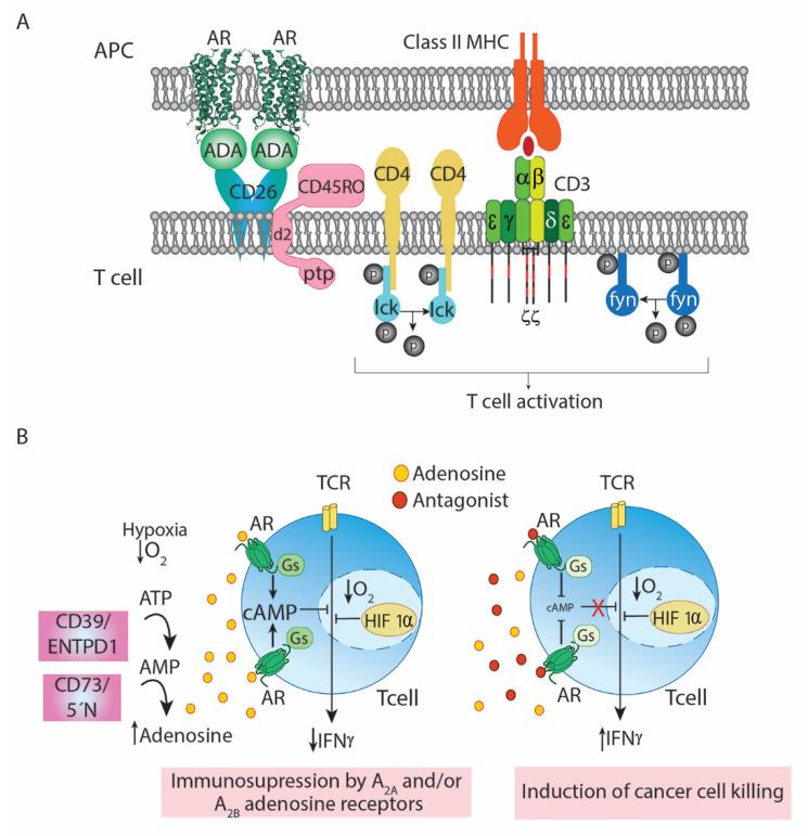 https://cdn.ncbi.nlm.nih.gov/pmc/blobs/9886/8616521/8bb4b816df59/cells-10-02831-g001.jpg