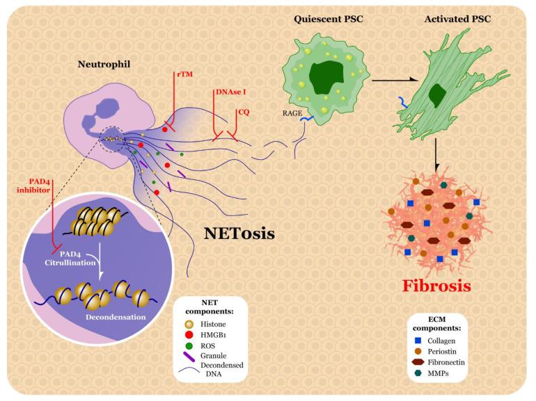 https://cdn.ncbi.nlm.nih.gov/pmc/blobs/9891/8234537/bfb1898574cd/biomolecules-11-00901-g003.jpg