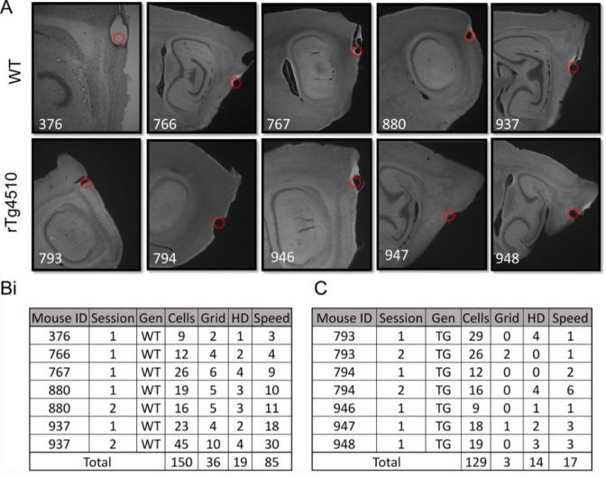 https://cdn.ncbi.nlm.nih.gov/pmc/blobs/98bd/7690954/2885dfdc8547/elife-59045-fig2-figsupp1.jpg