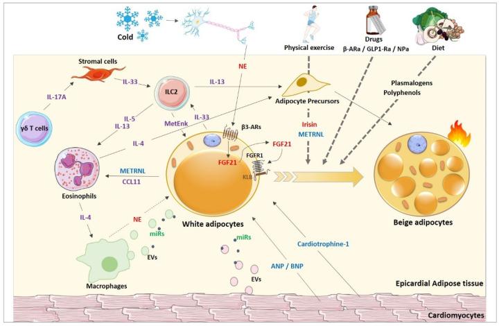 https://cdn.ncbi.nlm.nih.gov/pmc/blobs/98c4/8947372/4452758ad70a/cells-11-00991-g003.jpg