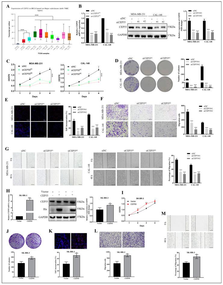 https://cdn.ncbi.nlm.nih.gov/pmc/blobs/98c7/10605621/5b7f6a8654e3/cells-12-02457-g007.jpg