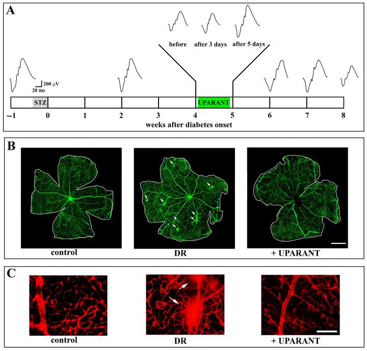 https://cdn.ncbi.nlm.nih.gov/pmc/blobs/98ef/12293994/3926f181f404/cells-14-01107-g007.jpg
