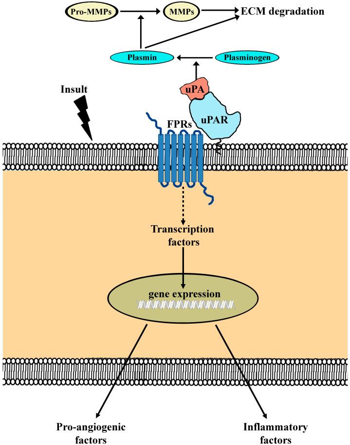 https://cdn.ncbi.nlm.nih.gov/pmc/blobs/98ef/12293994/80a717249c24/cells-14-01107-g008.jpg