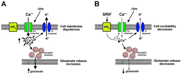 https://cdn.ncbi.nlm.nih.gov/pmc/blobs/98ef/12293994/d128d8581441/cells-14-01107-g004.jpg