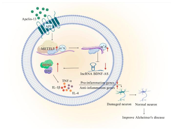 https://cdn.ncbi.nlm.nih.gov/pmc/blobs/991e/12384069/75e82f49f55c/biomolecules-15-01188-g008.jpg
