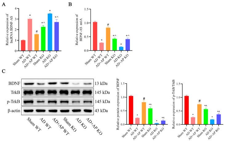 https://cdn.ncbi.nlm.nih.gov/pmc/blobs/991e/12384069/7ea7818128ab/biomolecules-15-01188-g006.jpg