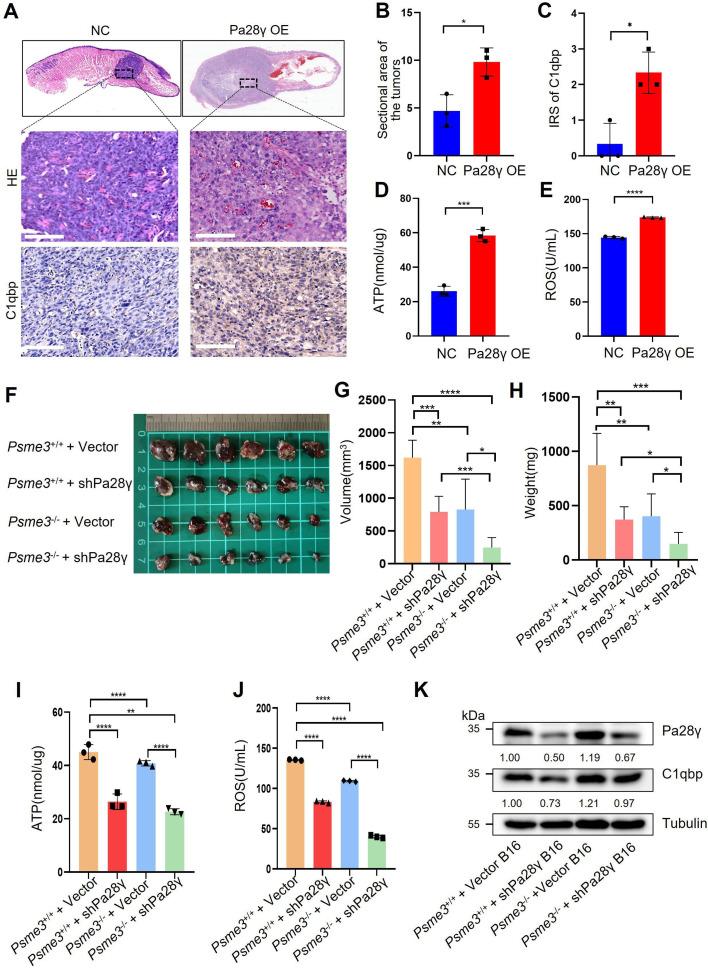 https://cdn.ncbi.nlm.nih.gov/pmc/blobs/9930/12310199/5cc53f6d0934/elife-101244-fig3.jpg
