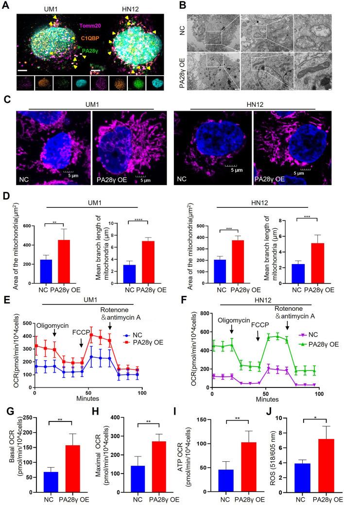 https://cdn.ncbi.nlm.nih.gov/pmc/blobs/9930/12310199/ad259658d914/elife-101244-fig2.jpg
