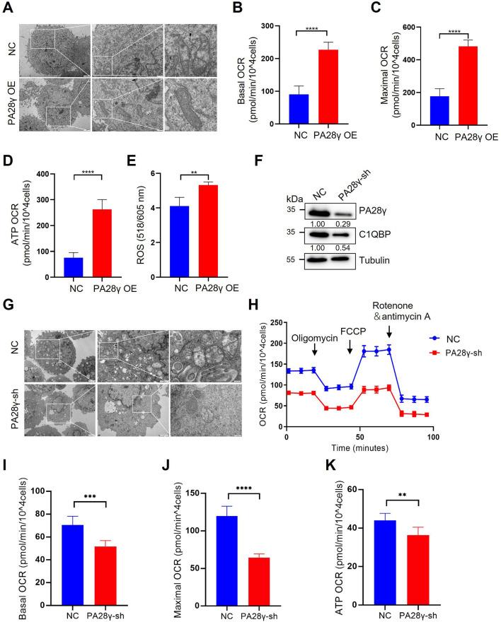 https://cdn.ncbi.nlm.nih.gov/pmc/blobs/9930/12310199/cc255c90ae91/elife-101244-fig2-figsupp1.jpg