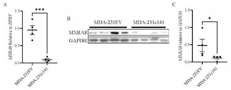 https://cdn.ncbi.nlm.nih.gov/pmc/blobs/9934/9032019/14d4d8979b7e/genes-13-00691-g005.jpg