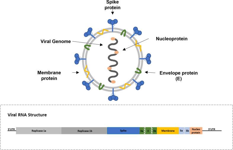 https://cdn.ncbi.nlm.nih.gov/pmc/blobs/9974/11184965/b5c724d1f76a/jmm-73-01828-g001.jpg