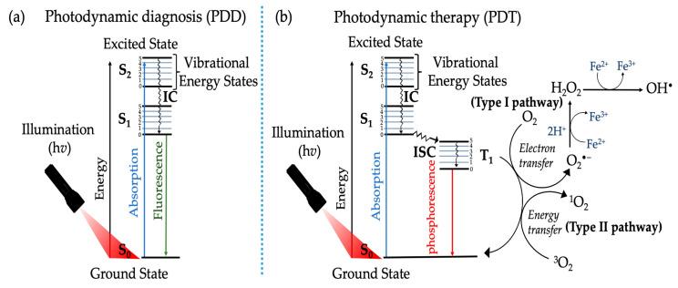 https://cdn.ncbi.nlm.nih.gov/pmc/blobs/9979/10003542/926407656b12/ijms-24-04808-g001.jpg