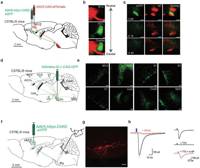 https://cdn.ncbi.nlm.nih.gov/pmc/blobs/99a2/11358037/93abb613168f/41586_2024_7816_Fig6_ESM.jpg