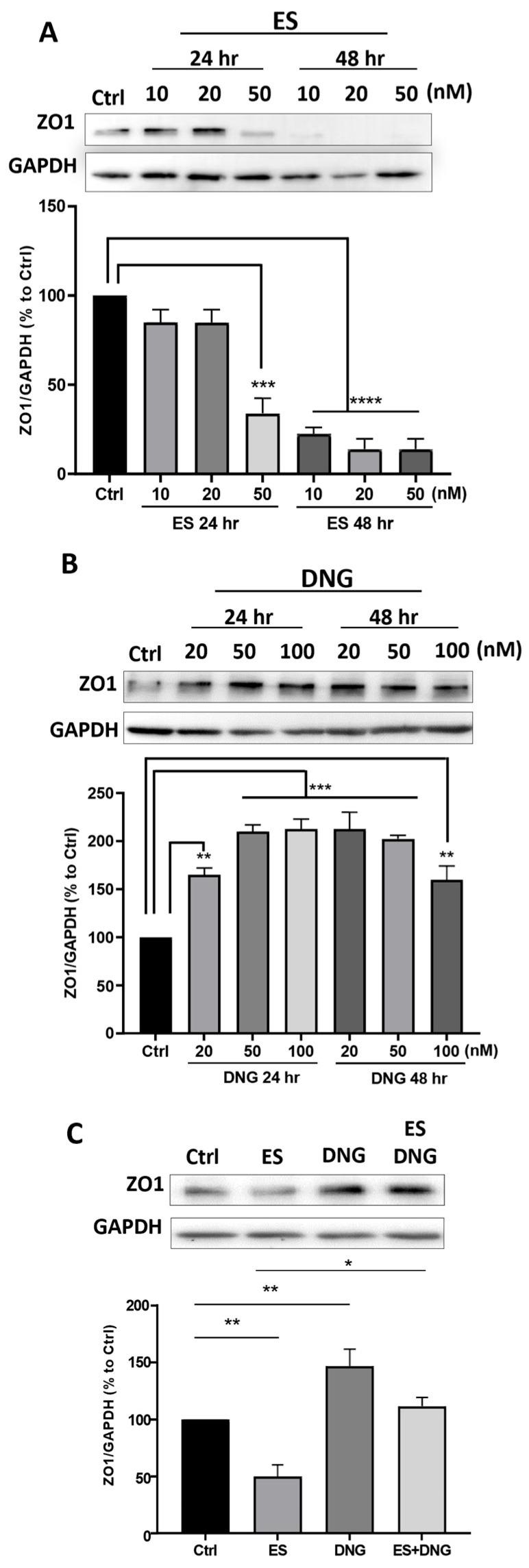 https://cdn.ncbi.nlm.nih.gov/pmc/blobs/9a28/11120542/22e1a36c541b/cells-13-00811-g006.jpg