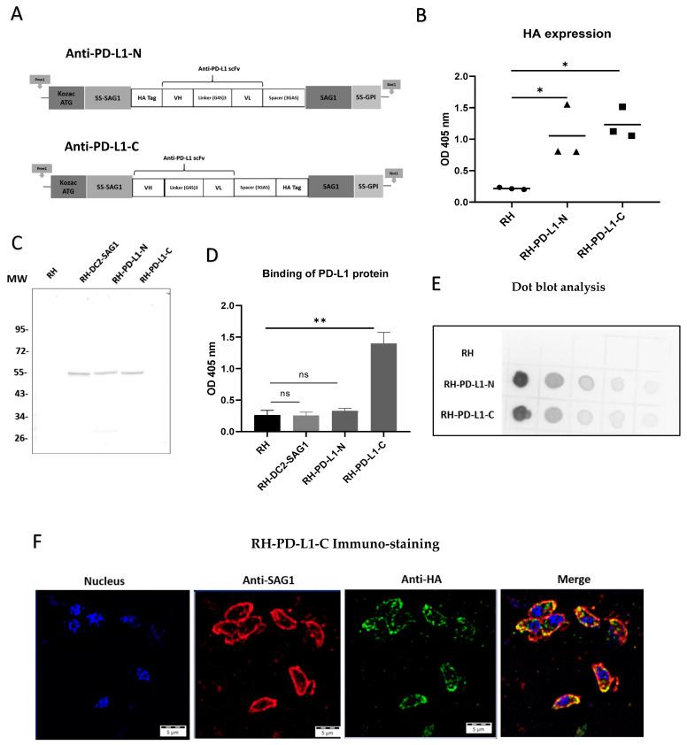 https://cdn.ncbi.nlm.nih.gov/pmc/blobs/9a45/11172386/fa60b5dd2205/cells-13-00975-g002.jpg