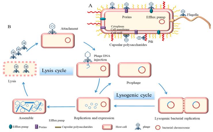 https://cdn.ncbi.nlm.nih.gov/pmc/blobs/9a5e/9324367/336f4021f5fe/microorganisms-10-01324-g001.jpg