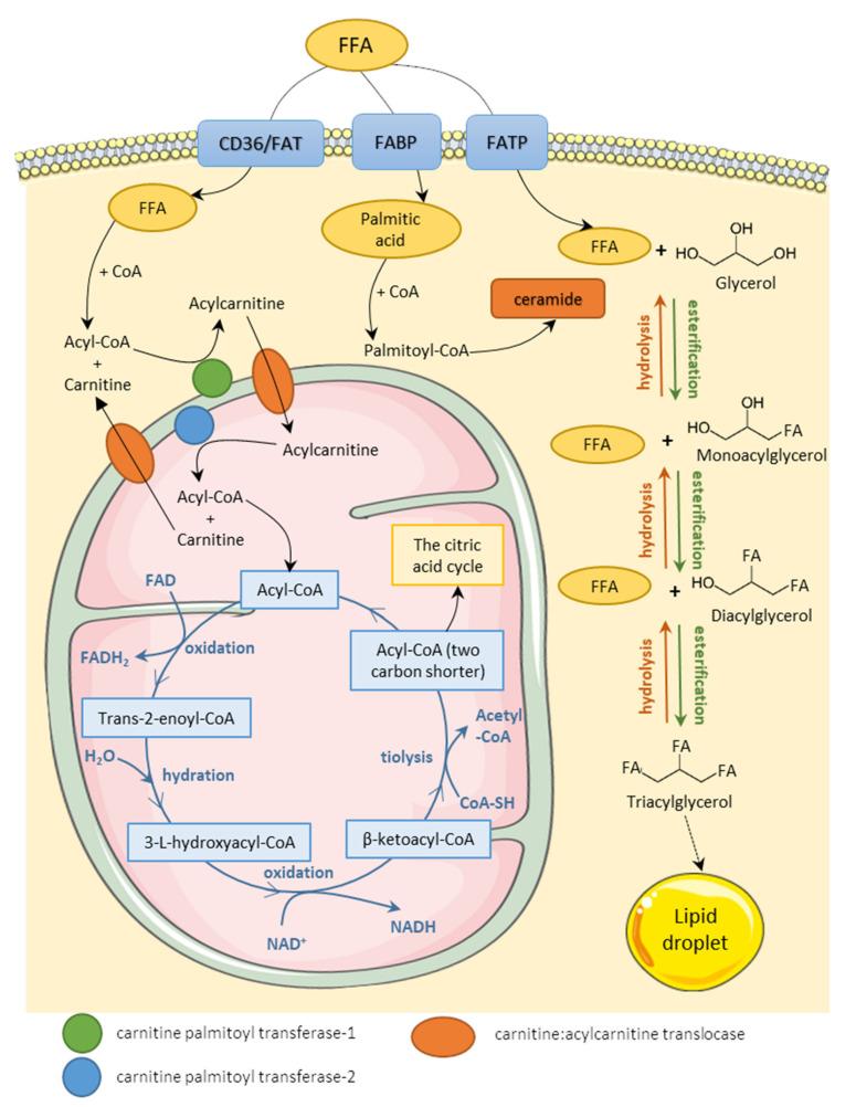 https://cdn.ncbi.nlm.nih.gov/pmc/blobs/9a74/8909283/46049b17e572/cells-11-00844-g001.jpg