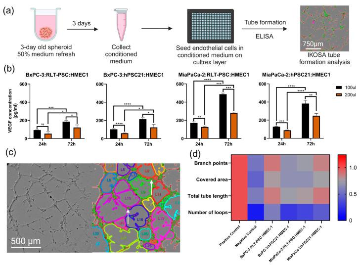 https://cdn.ncbi.nlm.nih.gov/pmc/blobs/9a8e/11940881/33ce6357fbcb/cells-14-00450-g004.jpg