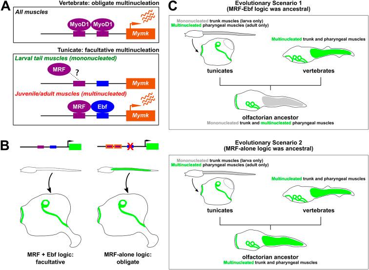 https://cdn.ncbi.nlm.nih.gov/pmc/blobs/9a9a/11441980/30d609ff5f4a/develop-151-202968-g6.jpg