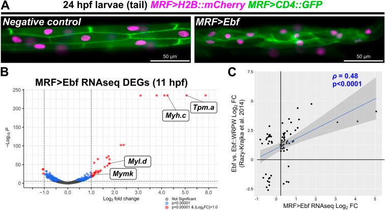 https://cdn.ncbi.nlm.nih.gov/pmc/blobs/9a9a/11441980/4894e983ff59/develop-151-202968-g3.jpg