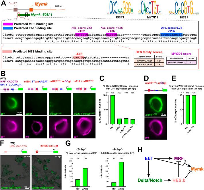 https://cdn.ncbi.nlm.nih.gov/pmc/blobs/9a9a/11441980/5cb458657e43/develop-151-202968-g4.jpg