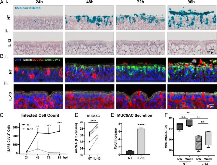 https://cdn.ncbi.nlm.nih.gov/pmc/blobs/9af3/9169748/86f1f791e293/pnas.2119680119fig05.jpg