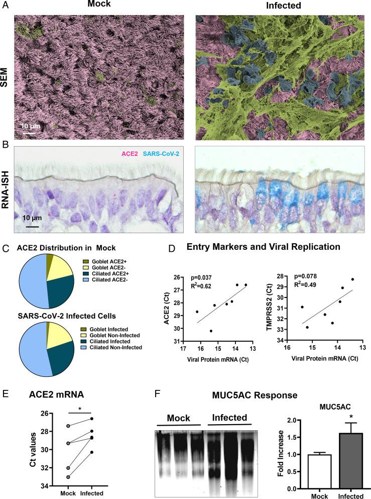 https://cdn.ncbi.nlm.nih.gov/pmc/blobs/9af3/9169748/dde513419fe5/pnas.2119680119fig01.jpg